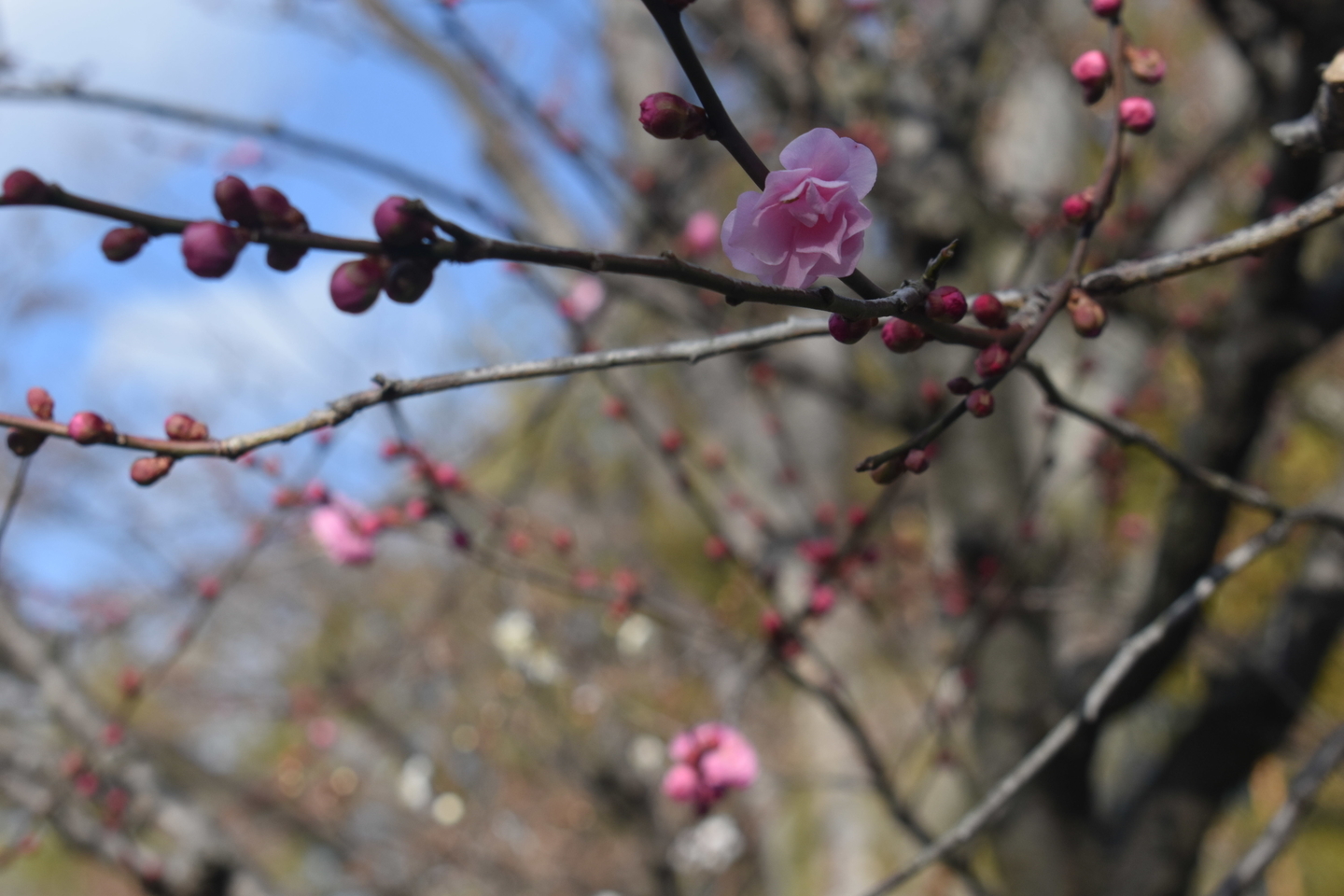 紅梅　三分咲き　2021年1月30日　撮影：MKタクシー　