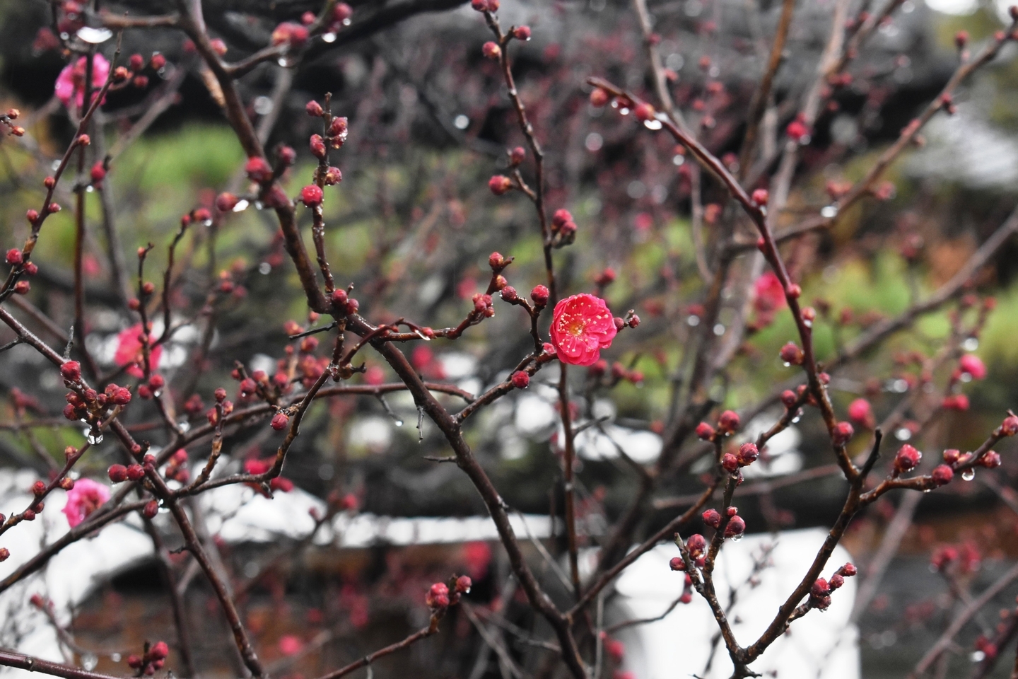 紅梅（龍宮門前）　咲きはじめ　2021年1月23日　撮影：MKタクシー　