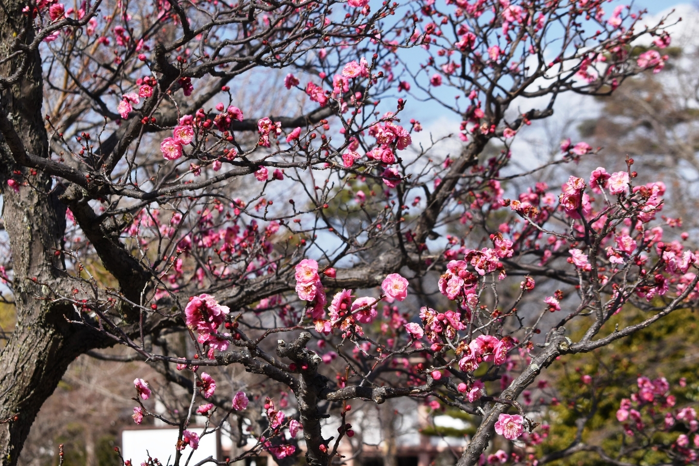 紅梅（参道脇）　五分咲き　2021年2月2日　撮影：MKタクシー　