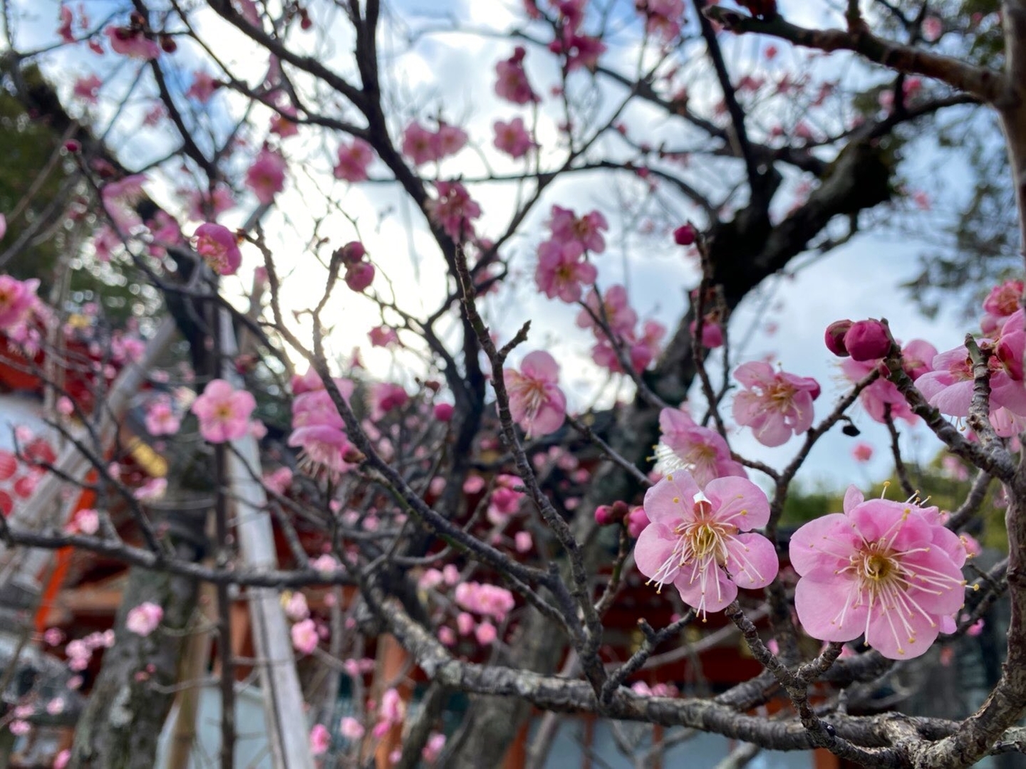 紅梅　咲きはじめ　2021年1月30日　撮影：MKタクシー