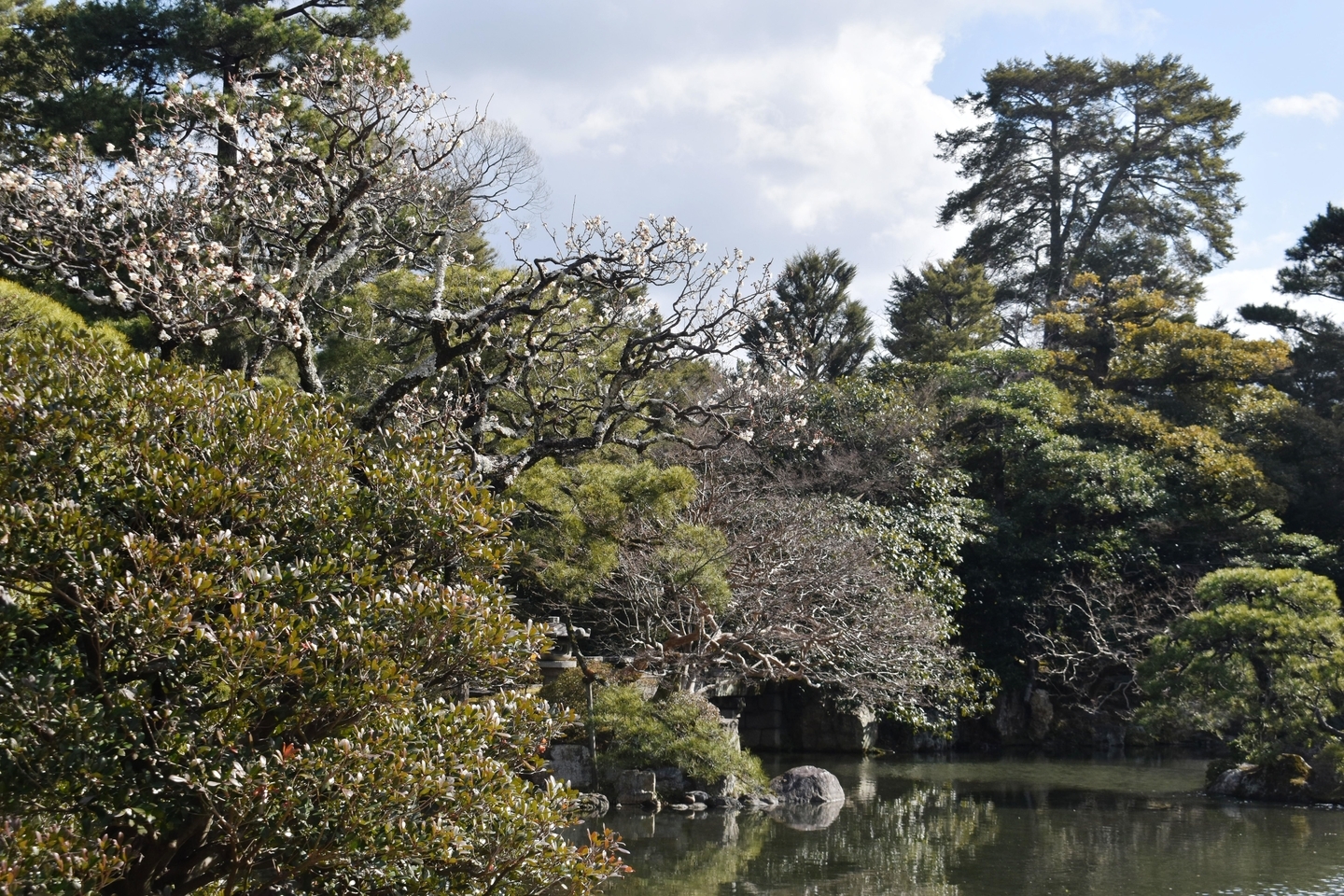 白梅(御池庭) 咲きはじめ 2021年1月31日 撮影:MKタクシー
