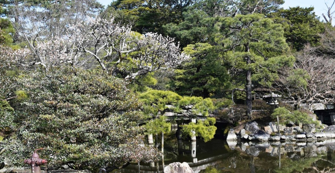 白梅(御池庭) 五分咲き 2019年3月2日 撮影:MKタクシー
