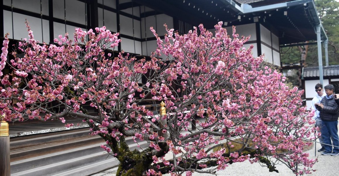 梅(参内殿) 見頃過ぎ 2019年3月16日 撮影:MKタクシー