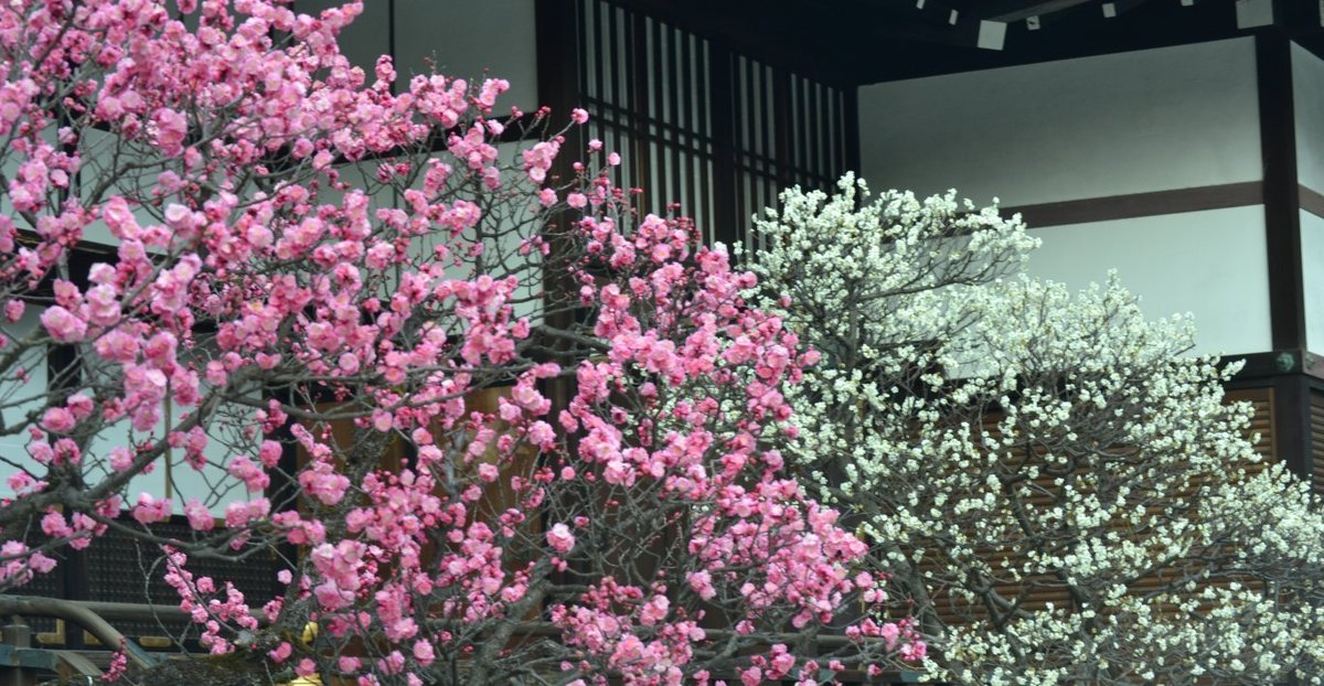 梅(参内殿) 見頃 2018年3月10日 撮影:MKタクシー