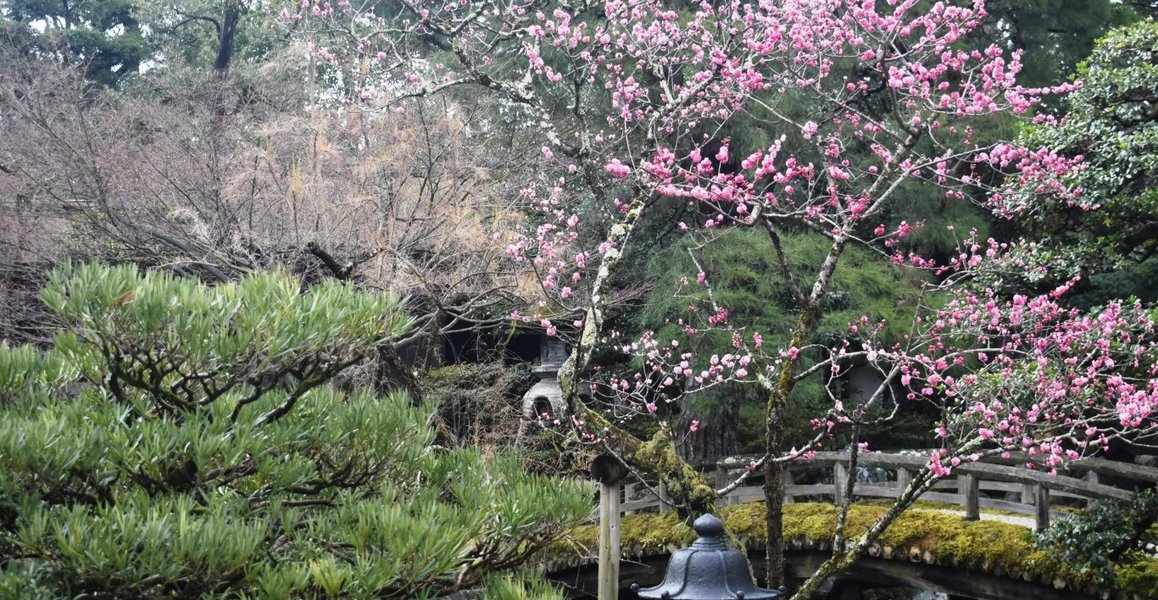 紅梅(御内庭) 散りはじめ 2019年3月16日 撮影:MKタクシー