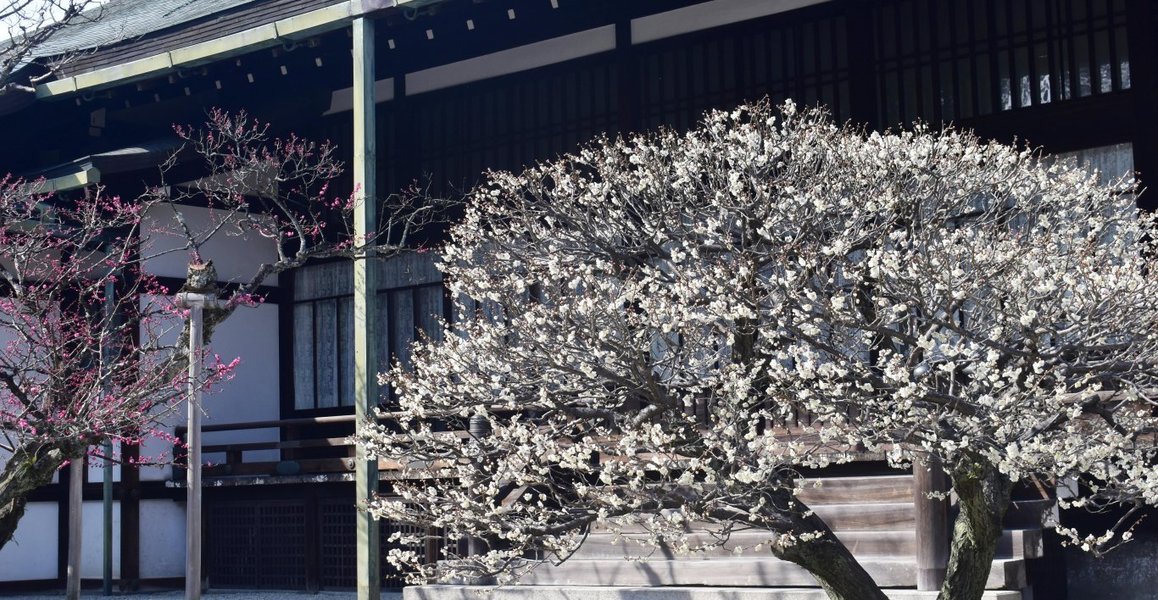 紅梅(大宮御所) 見頃 2019年3月2日 撮影:MKタクシー