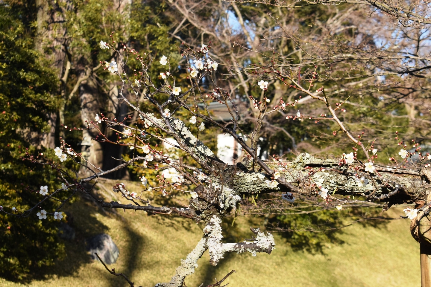白梅(北池) 咲きはじめ 2021年1月31日 撮影:MKタクシー