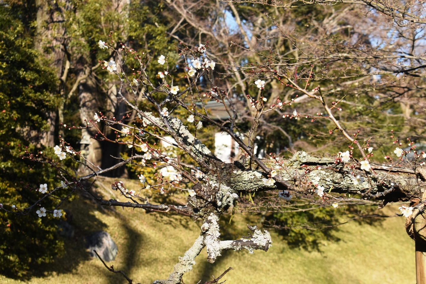 白梅（北池）　咲きはじめ　2021年1月31日　撮影：MKタクシー