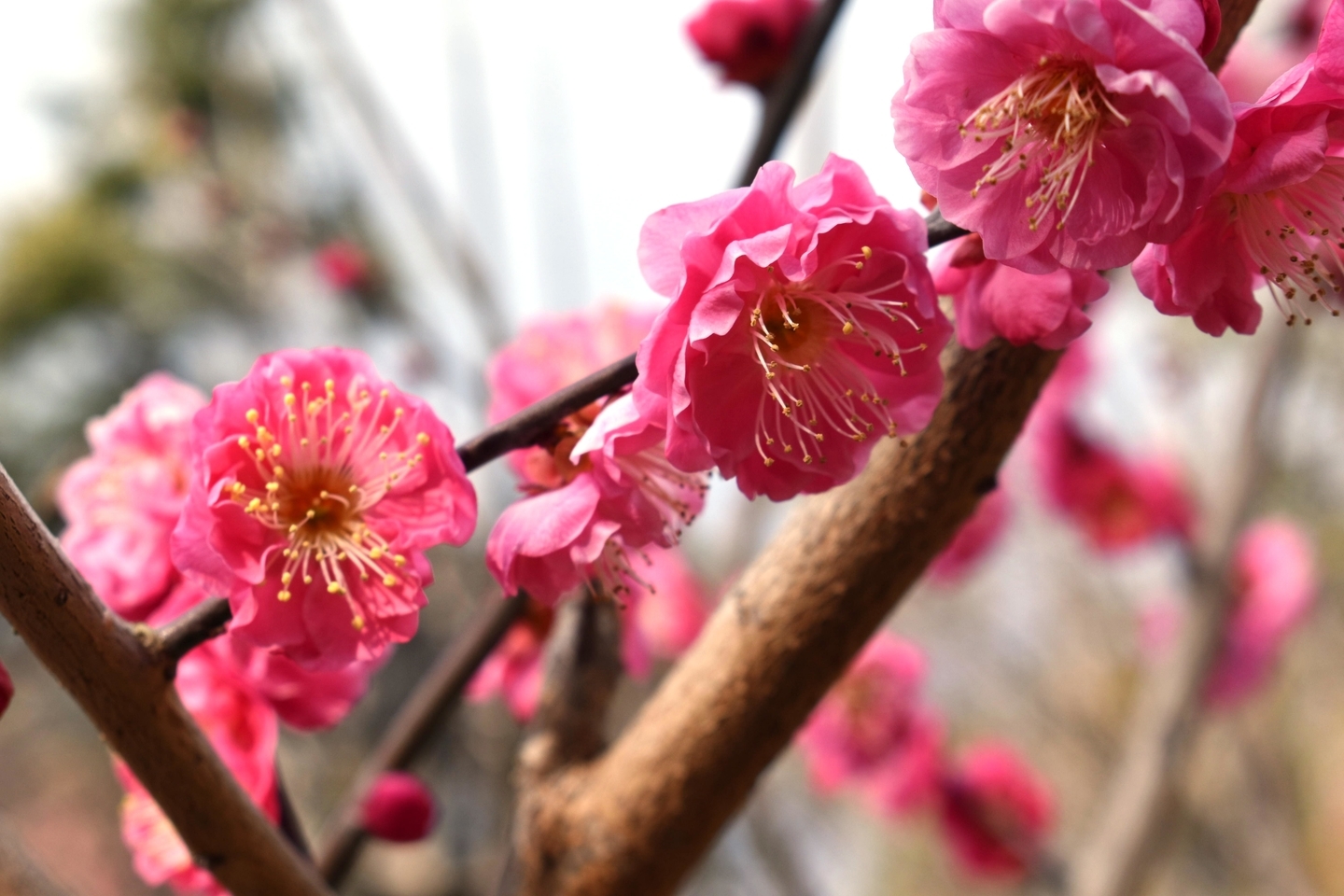 寒紅梅（京都府立植物園）　野梅系・野梅性　2021年2月4日　撮影：MKタクシー