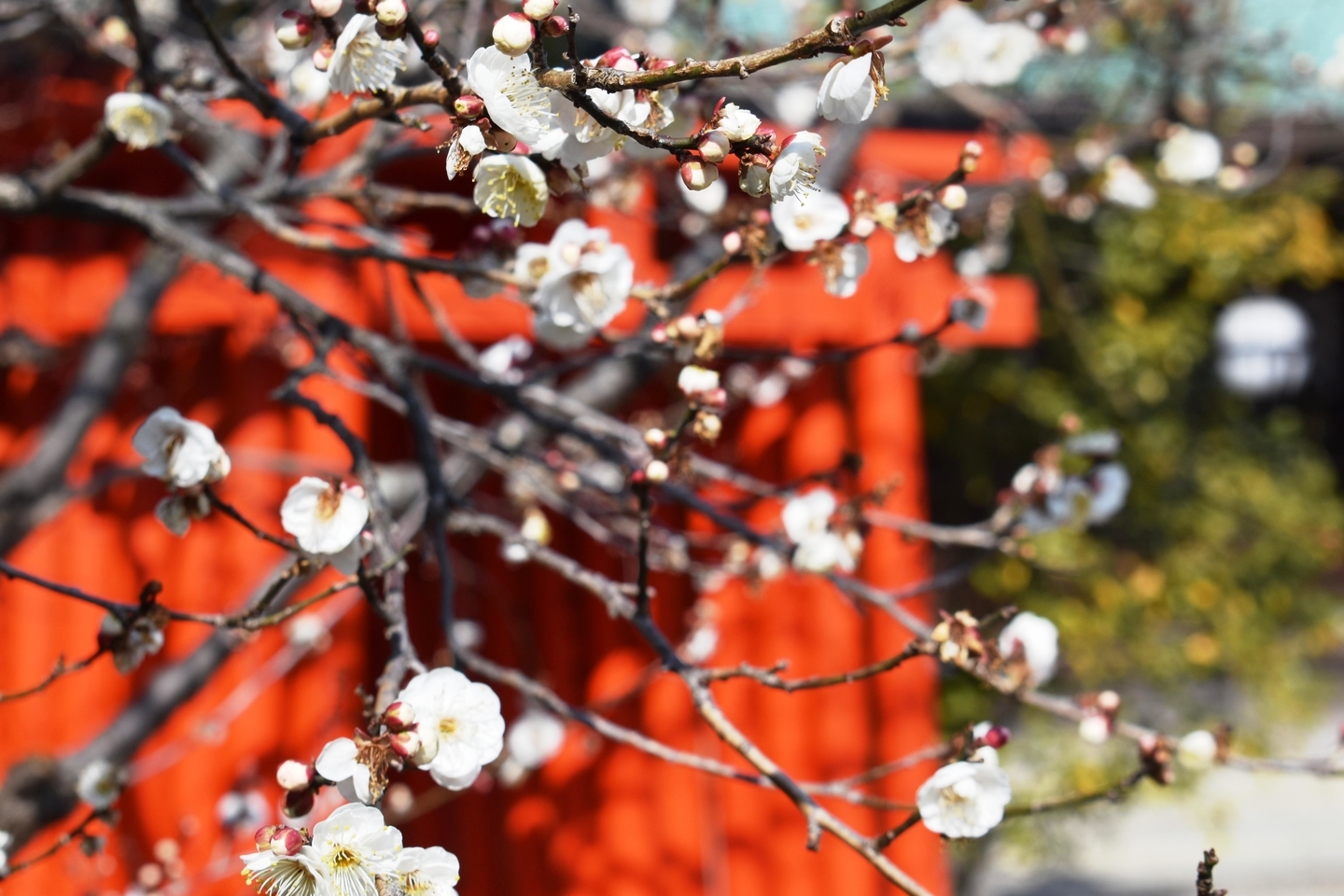 紅梅（絵馬掛所前）　三分咲き　2021年2月4日　撮影：MKタクシー