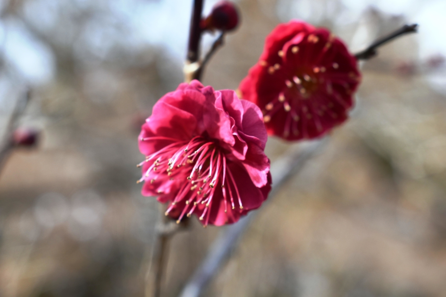 鹿児島紅(梅林) 咲きはじめ 2021年2月4日 撮影:MKタクシー