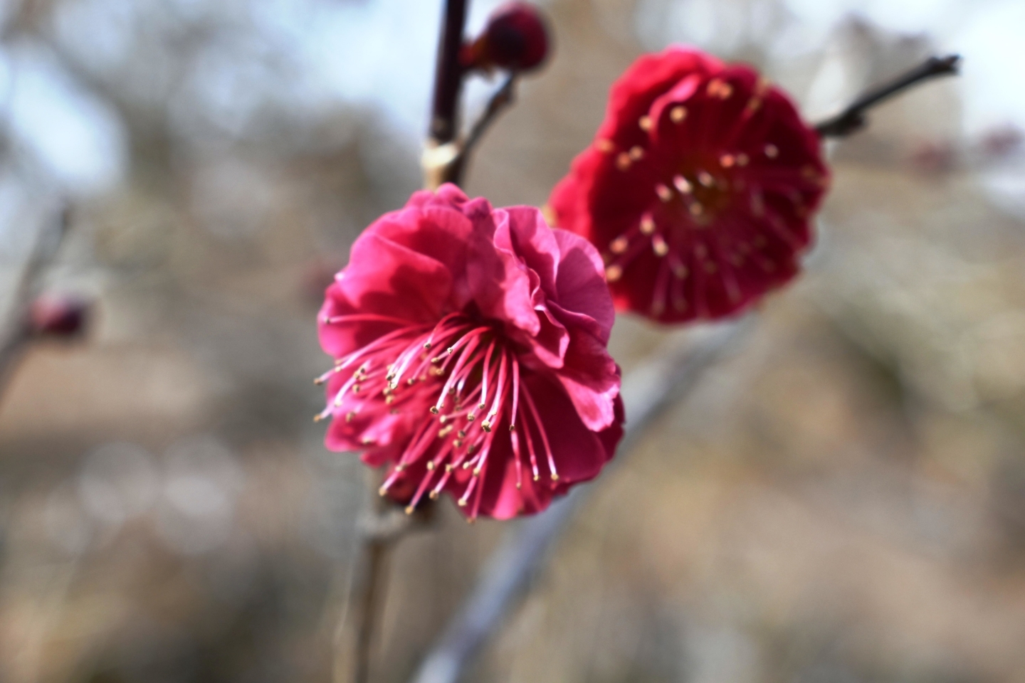 鹿児島紅（梅林）　咲きはじめ　2021年2月4日　撮影：MKタクシー