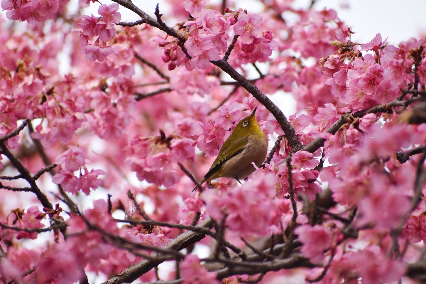 淀水路の早咲きの正月桜 見頃 2021年2月7日 撮影:MKタクシー