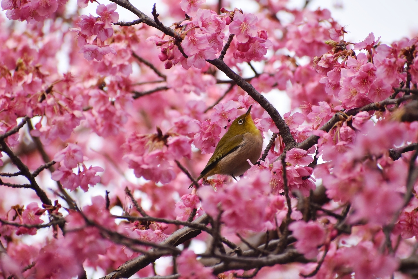 淀水路の早咲きの正月桜　見頃　2021年2月7日　撮影：MKタクシー