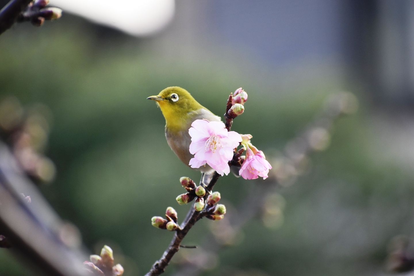 淀水路の河津桜とメジロ ちらほら 2021年2月7日 撮影:MKタクシー