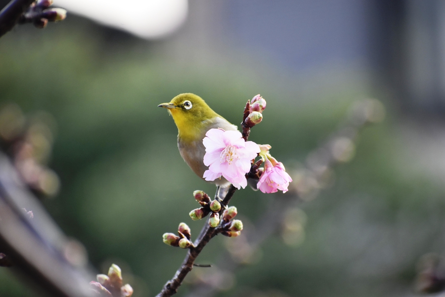 淀水路の河津桜とメジロ　ちらほら　2021年2月7日　撮影：MKタクシー