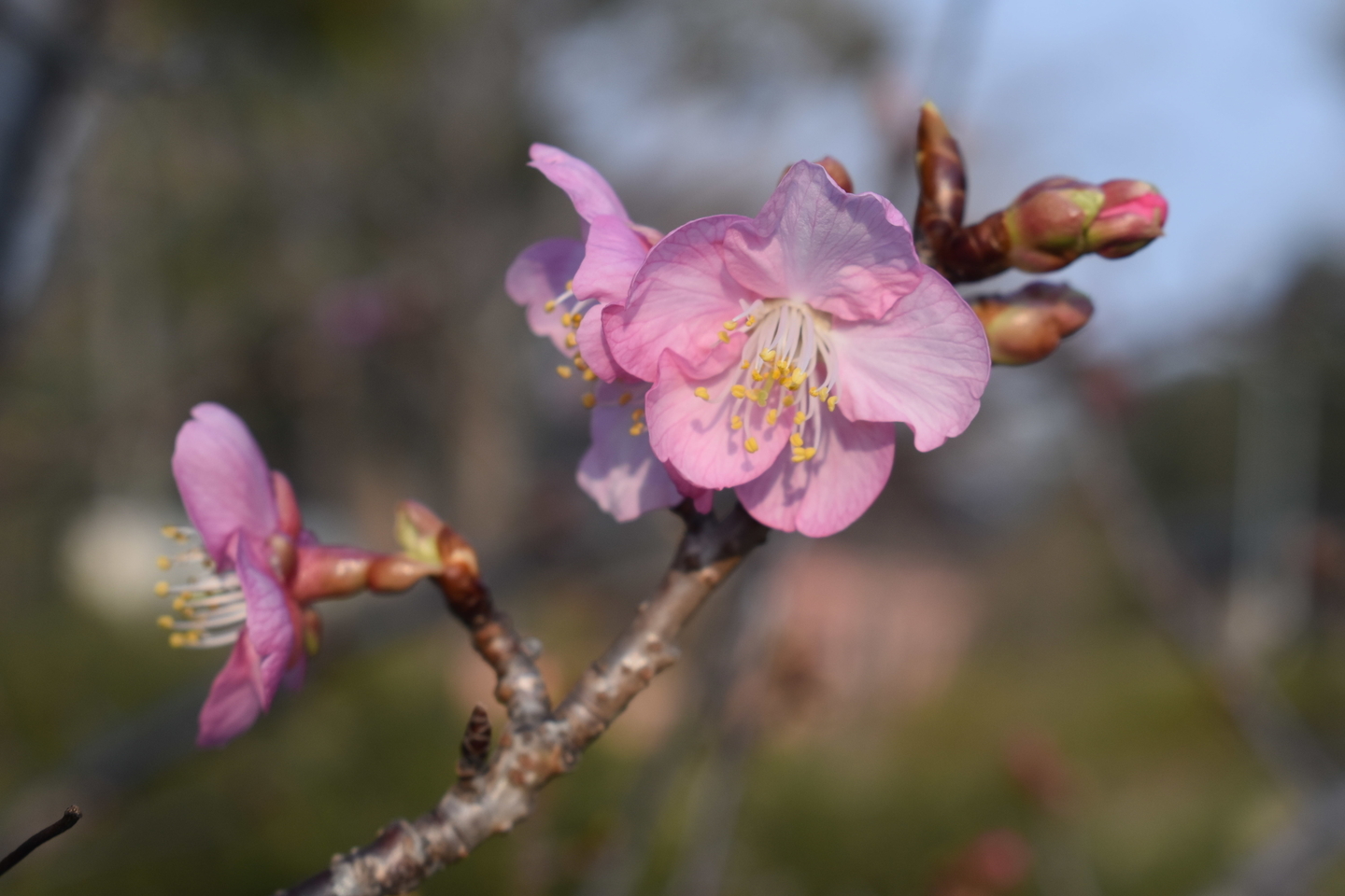 淀城の河津桜　ちらほら　2021年2月7日　撮影：MKタクシー