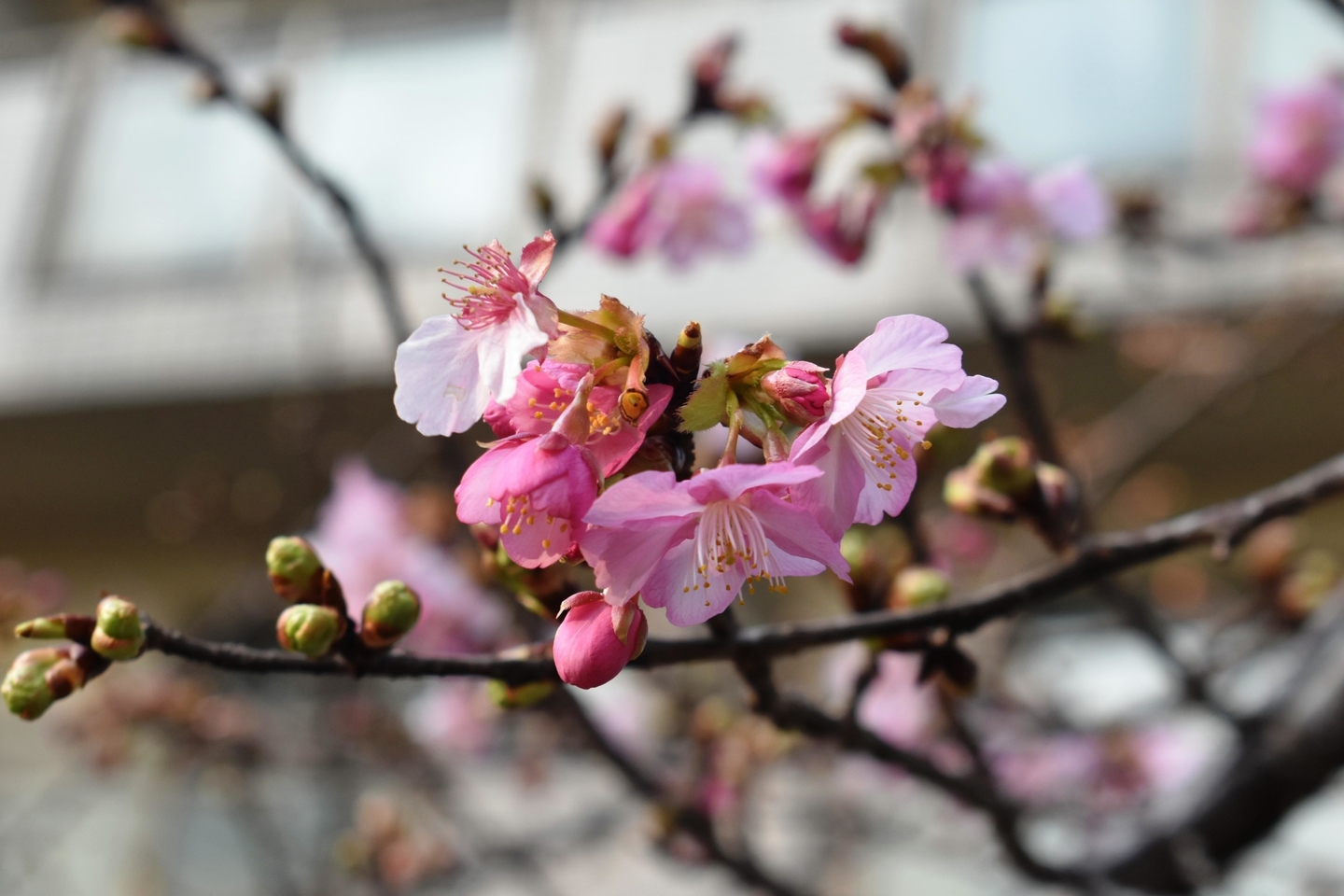 與杼神社の河津桜 咲きはじめ 2021年2月7日 撮影:MKタクシー