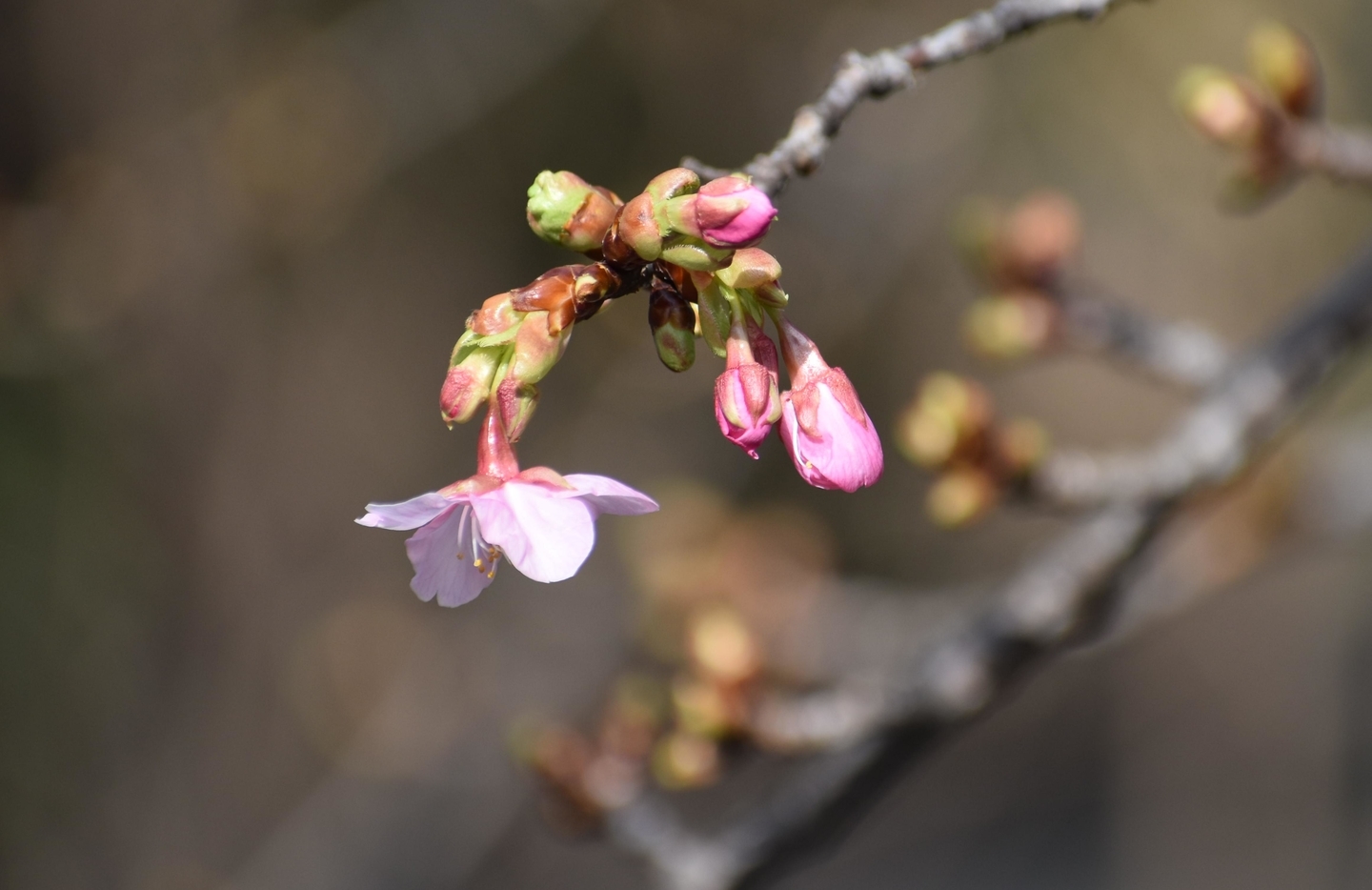 一条戻り橋の河津桜　ちらほら　2021年2月4日　撮影：MKタクシー