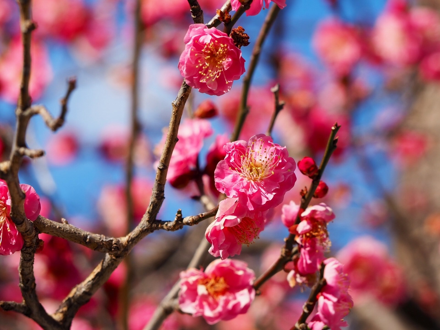 紅梅　三分咲き　2021年2月10日　撮影：MKタクシー　