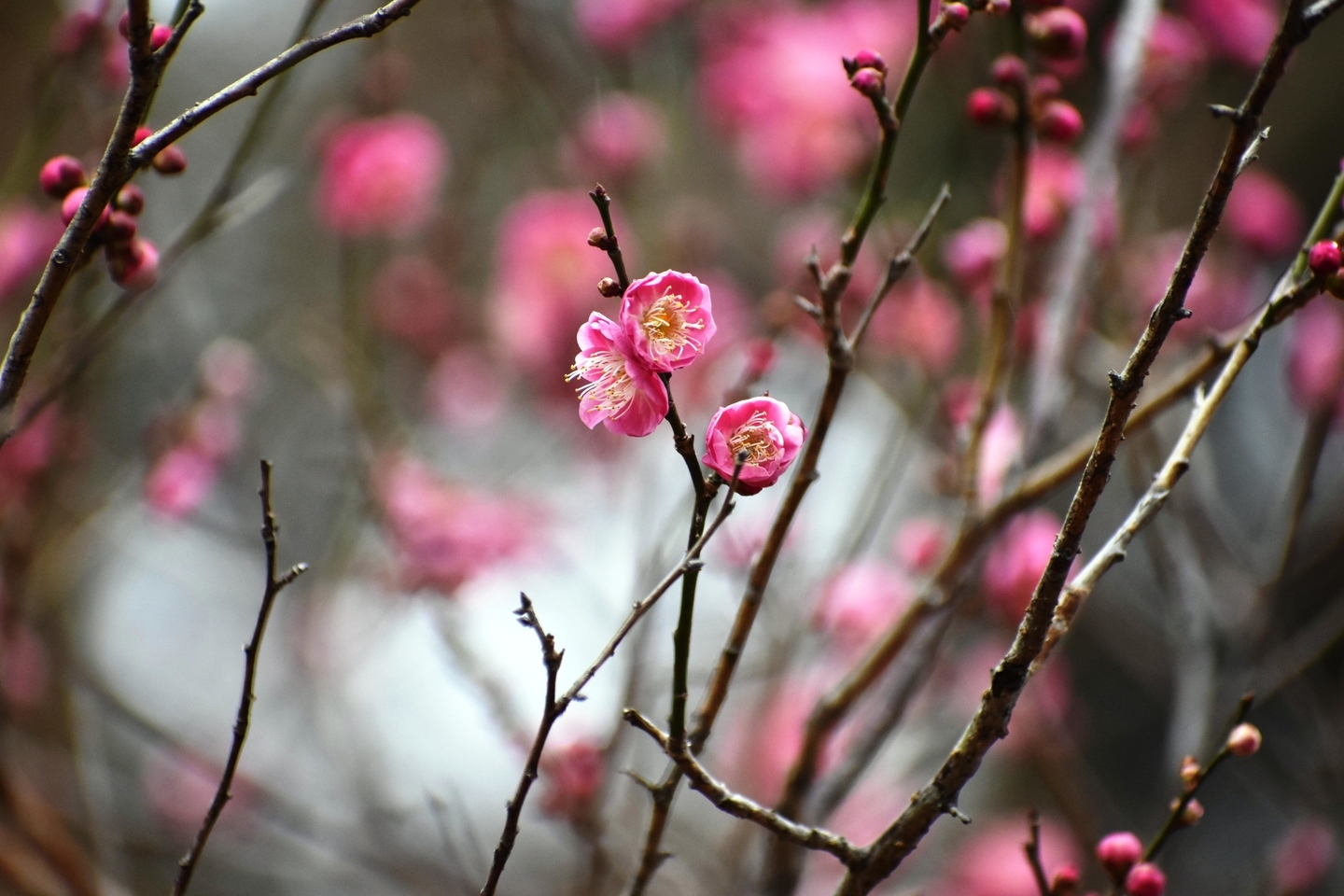 桜鏡(梅林) 咲きはじめ 2021年2月9日 撮影:MKタクシー