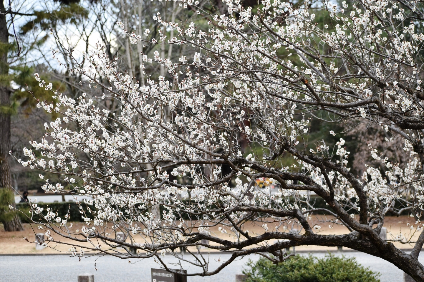白梅(出水の小川) 五分咲き 2021年2月9日 撮影:MKタクシー