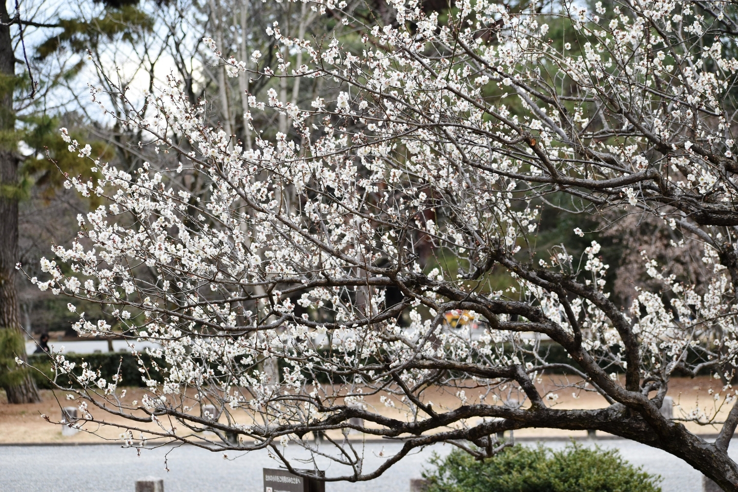 白梅（出水の小川）　五分咲き　2021年2月9日　撮影：MKタクシー