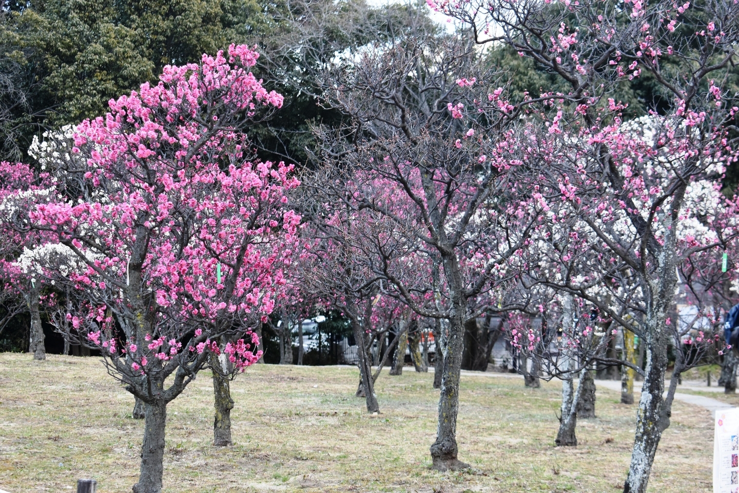 八重寒紅 見頃 2021年2月9日 撮影:MKタクシー