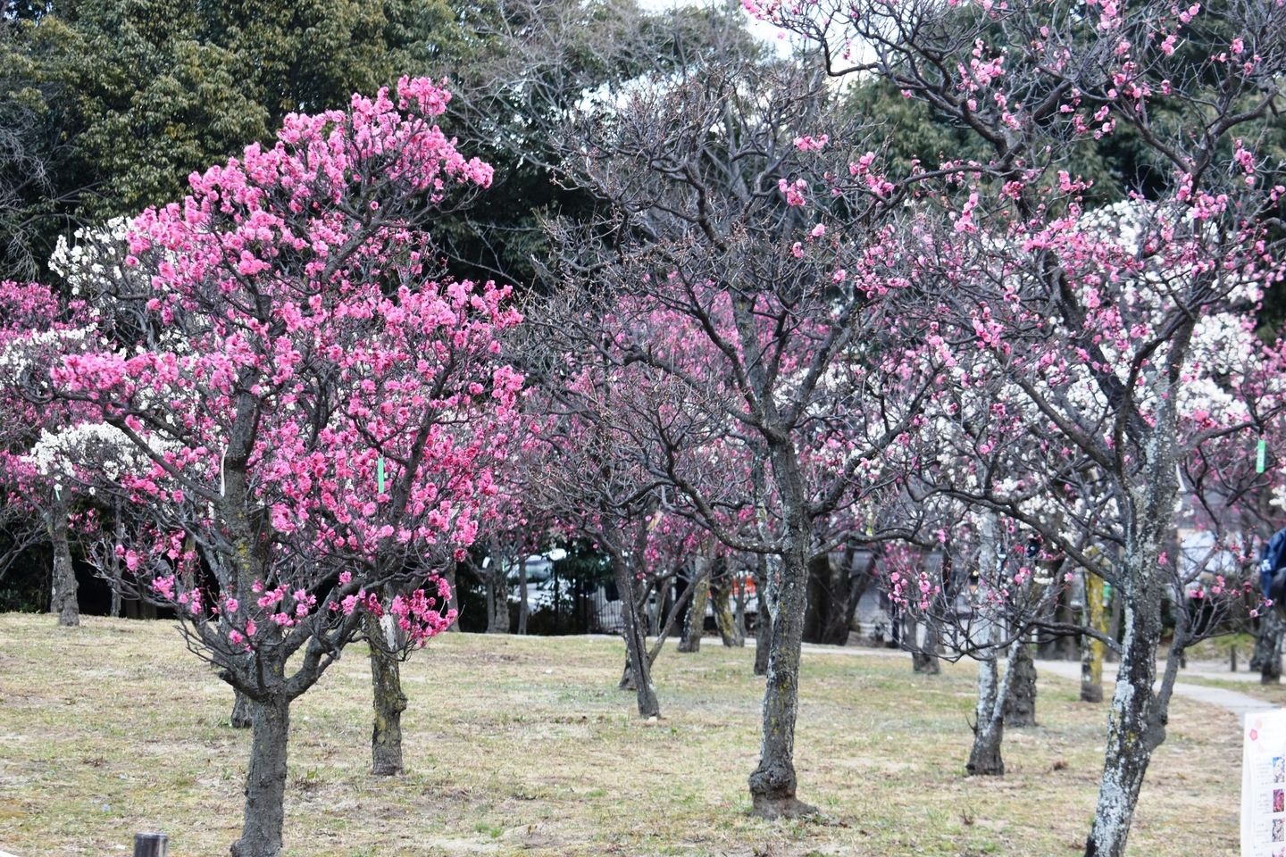 八重寒紅　見頃　2021年2月9日　撮影：MKタクシー　