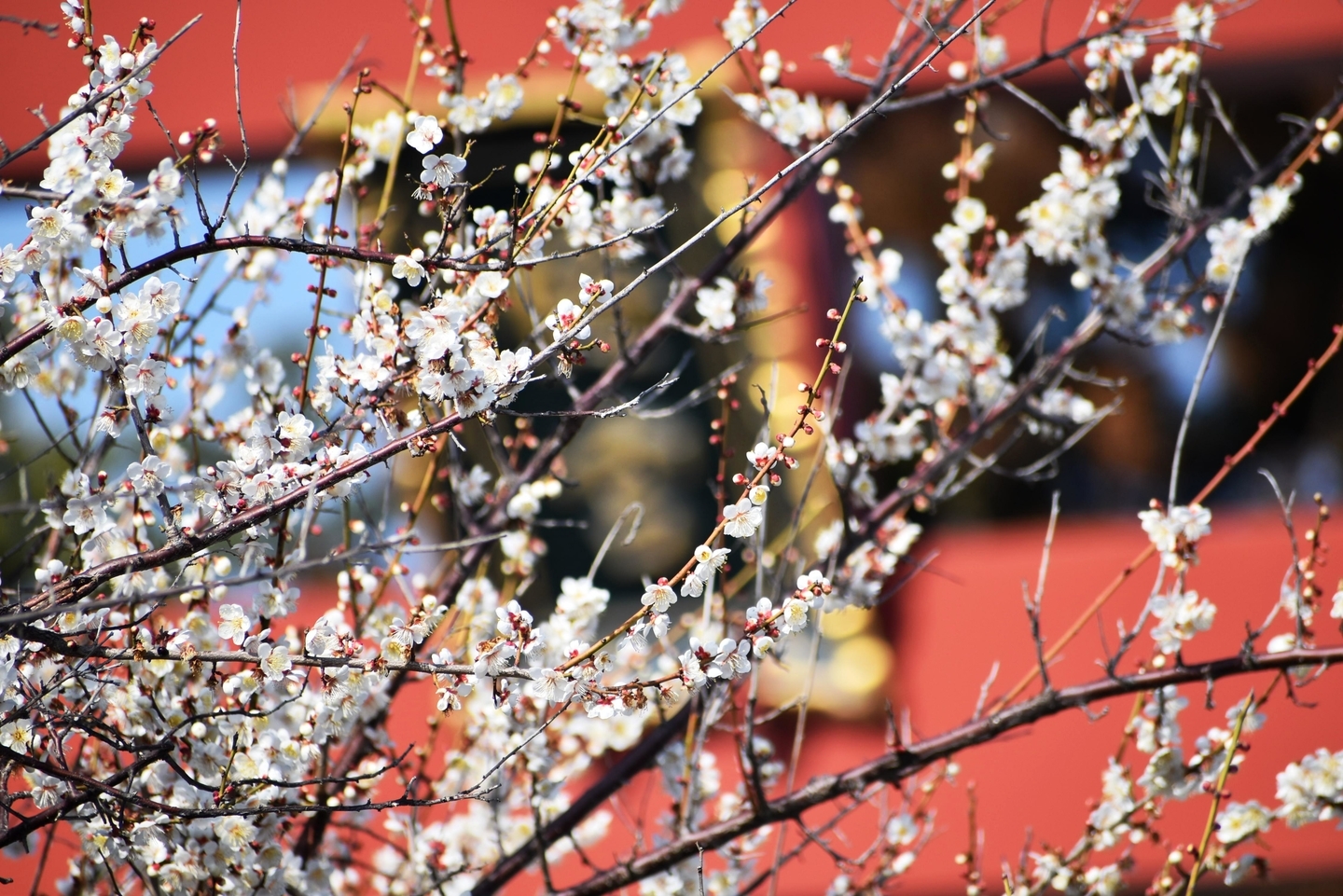 白梅（鳥居）　五分咲き　2021年2月11日　撮影：MKタクシー　