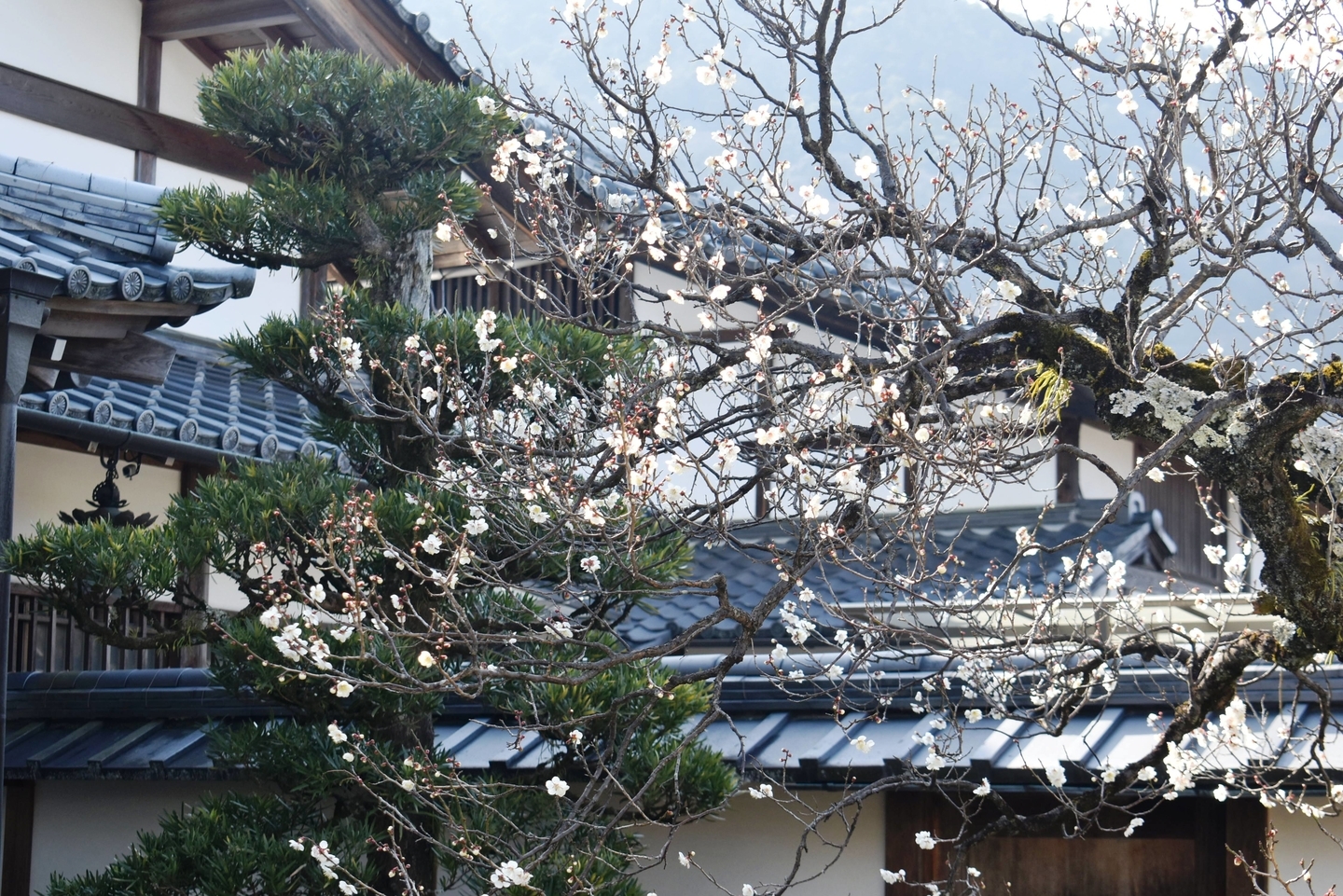 白梅(妙智院) 五分咲き 2021年2月11日 撮影:MKタクシー