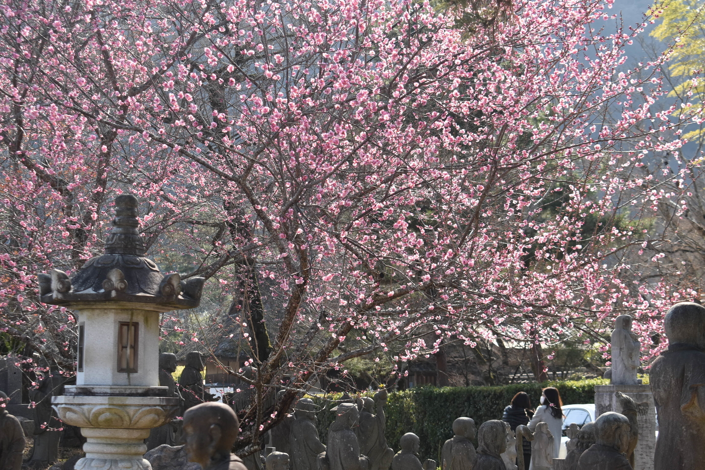 紅梅　見頃　2021年2月11日　撮影：MKタクシー　