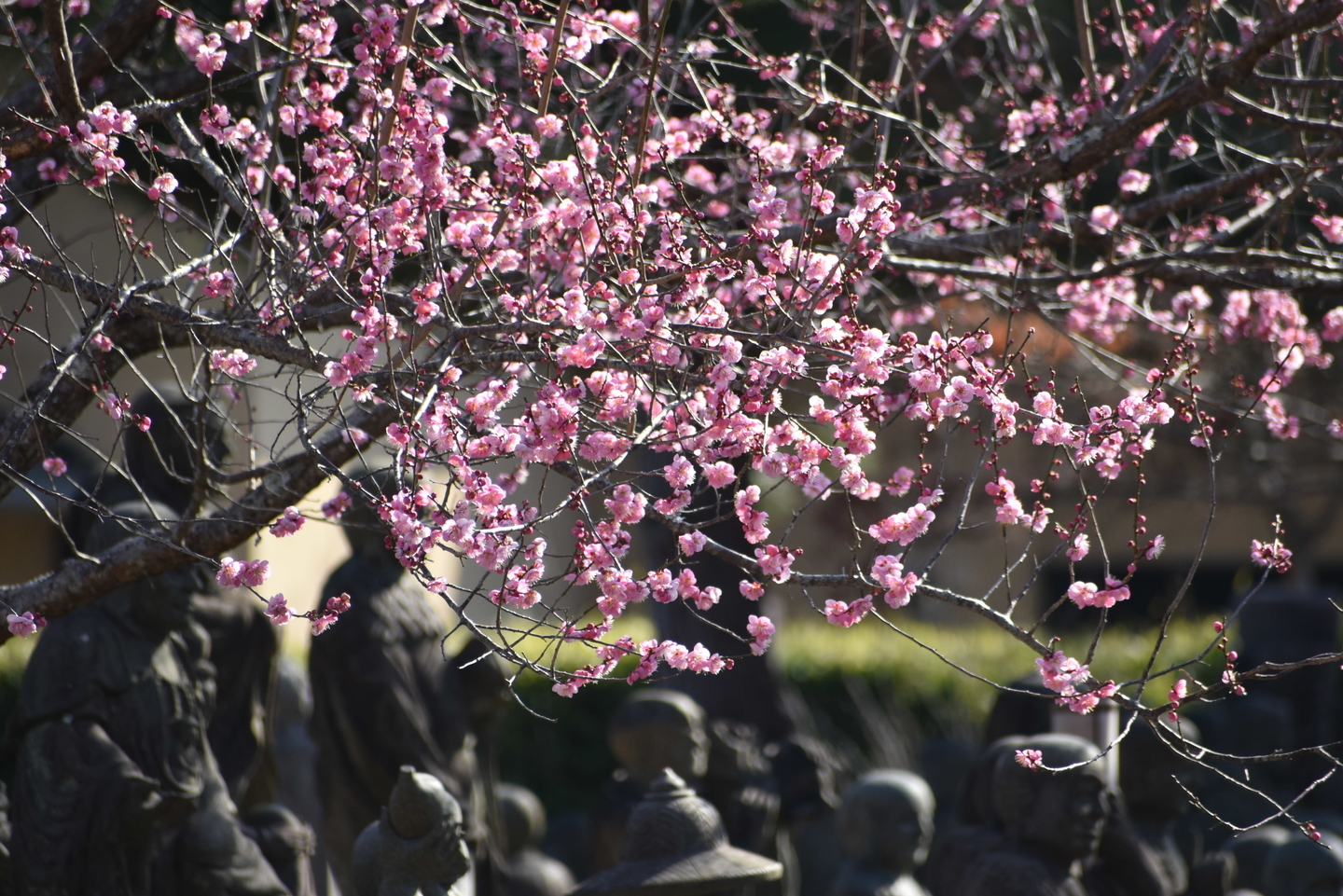 紅梅　見頃　2021年2月11日　撮影：MKタクシー　