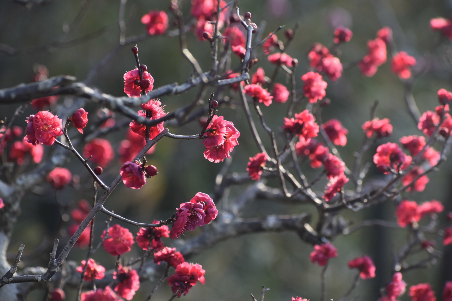 鹿児島紅（長岡公園）　緋梅系・紅梅性　2021年2月11日　撮影：MKタクシー　