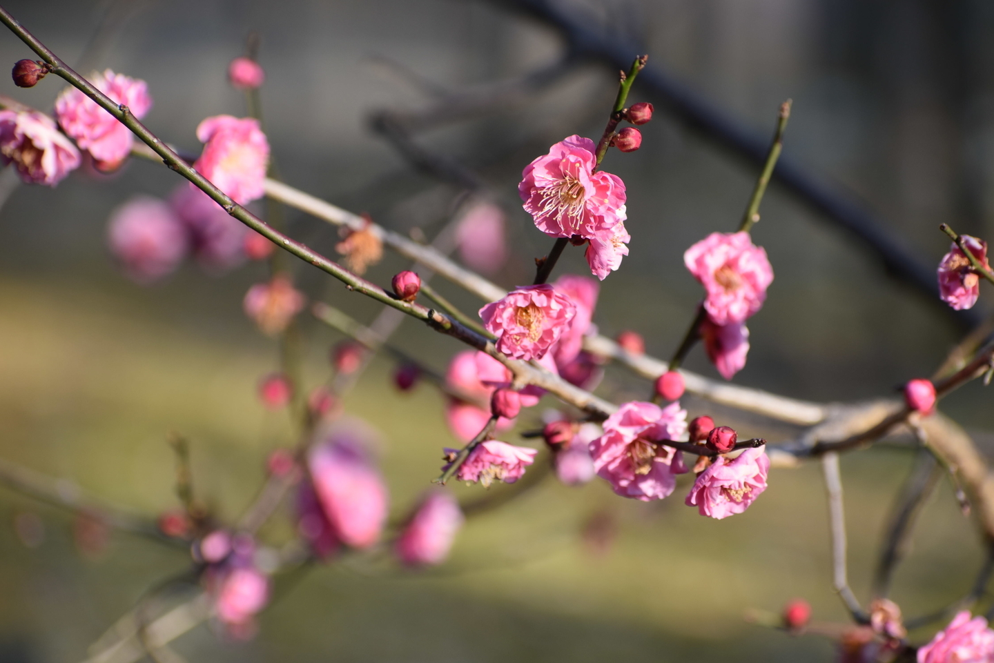 八重寒紅（長岡公園）　緋梅系・紅梅性　2021年2月11日　撮影：MKタクシー　