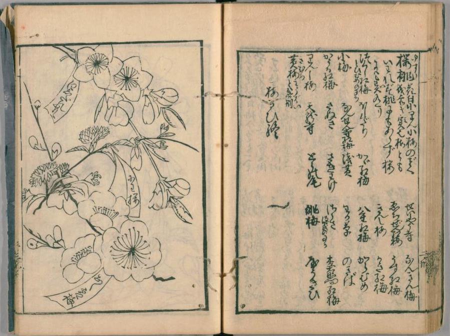 花壇地錦抄前集 出展:国立国会図書館デジタルコレクション