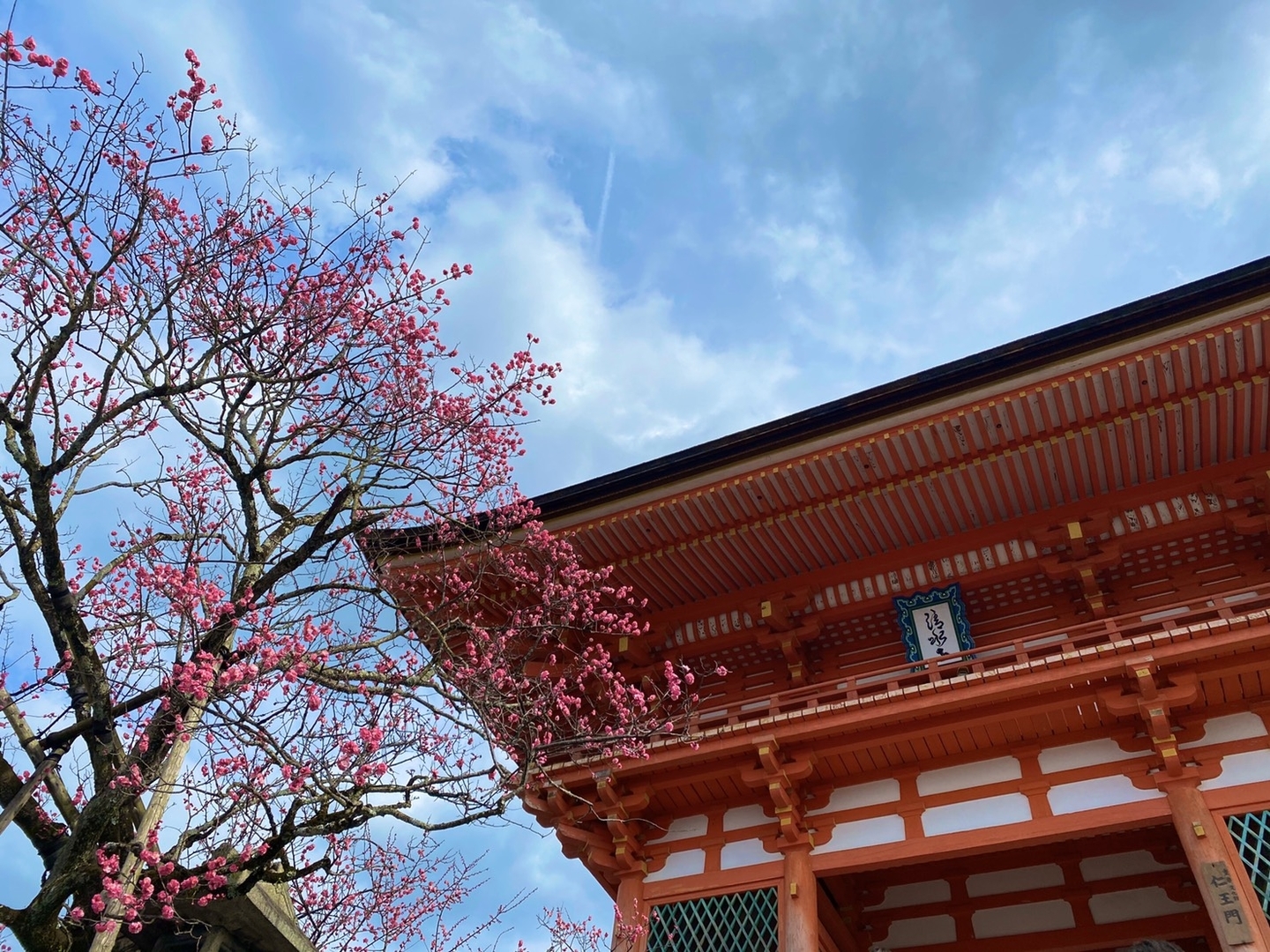紅梅(仁王門) 三分咲き 2020年2月19日 撮影:MKタクシー