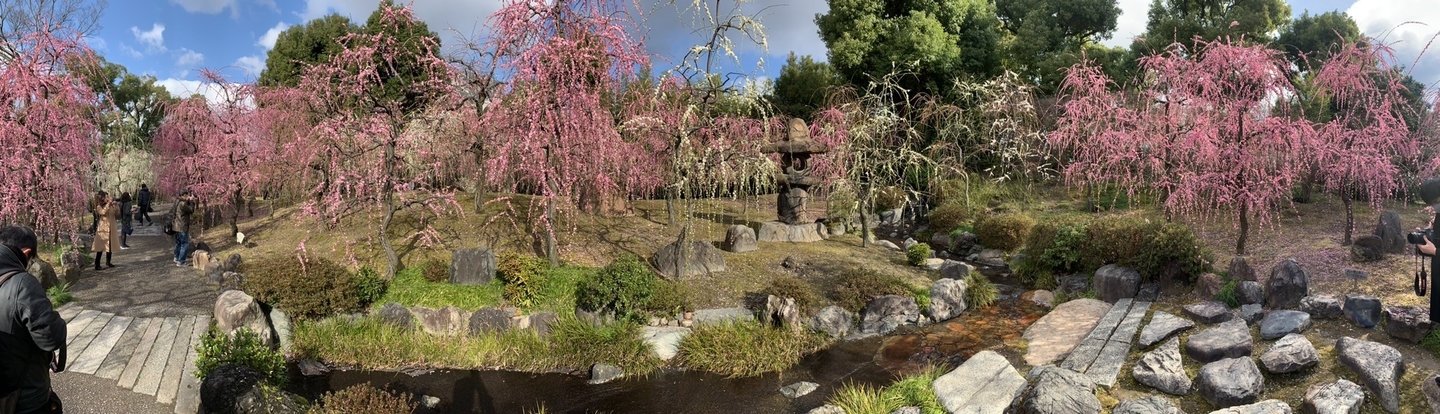 枝垂梅(春の山) 五分咲き 2020年2月17日 撮影:MKタクシー