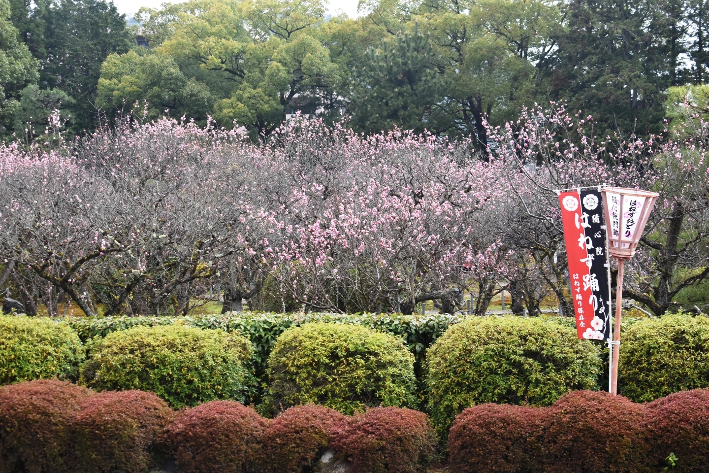 はねずの梅（小野梅園）　終わり近し　2019年3月30日　撮影：MKタクシー