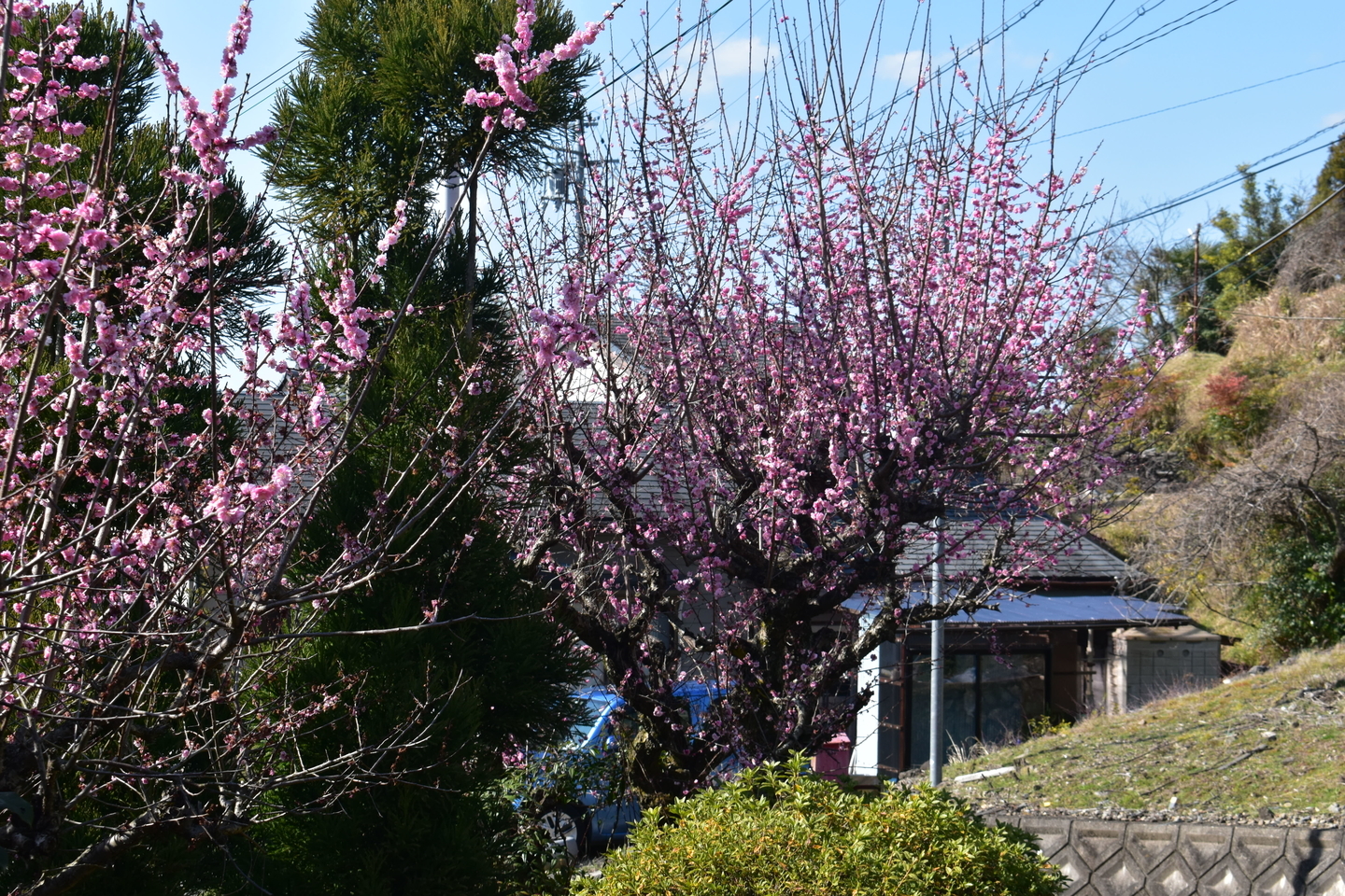 紅梅（高尾梅林）　終わり近し　2020年3月20日　撮影：MKタクシー