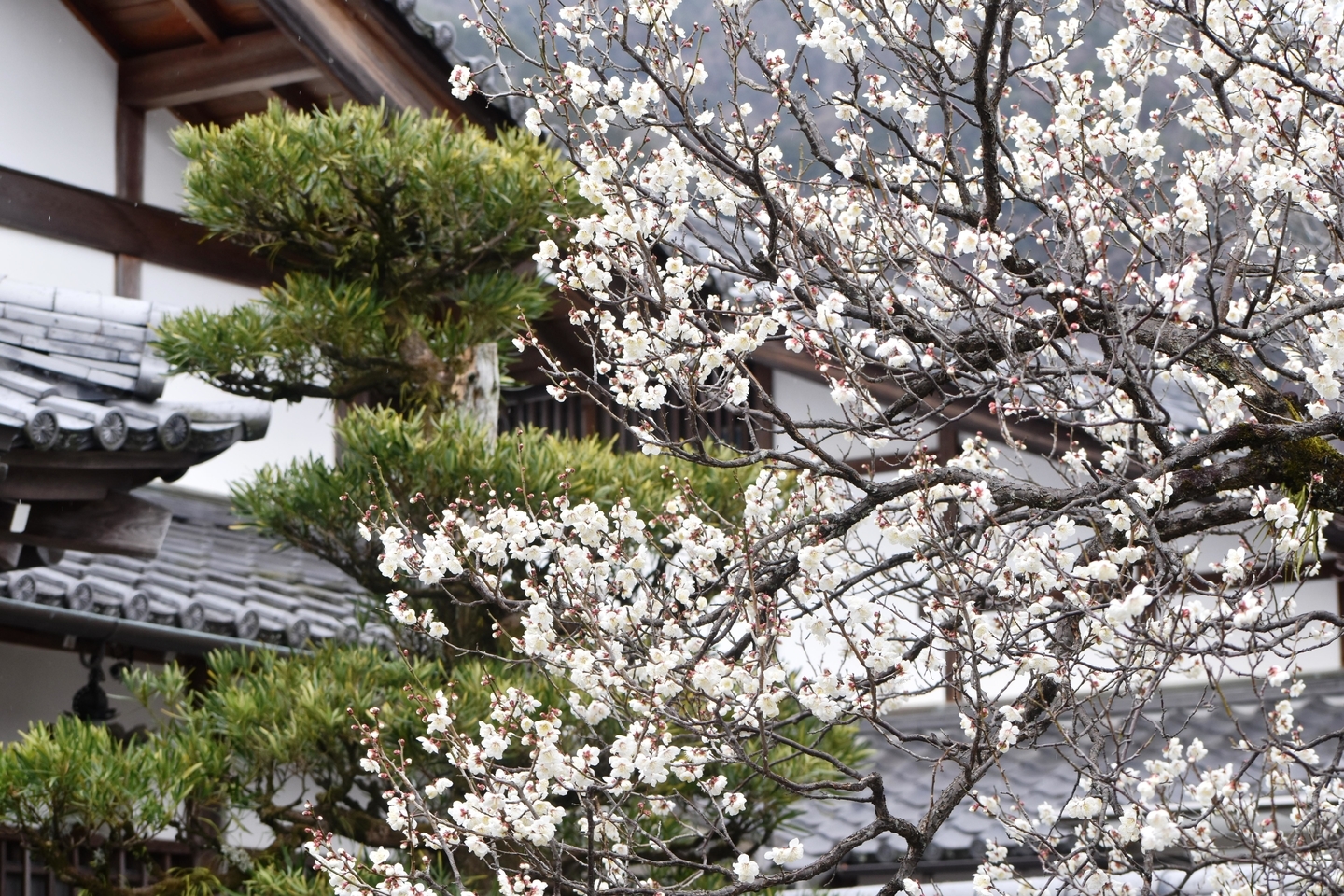 白梅(妙智院) 見頃 2020年2月9日 撮影:MKタクシー