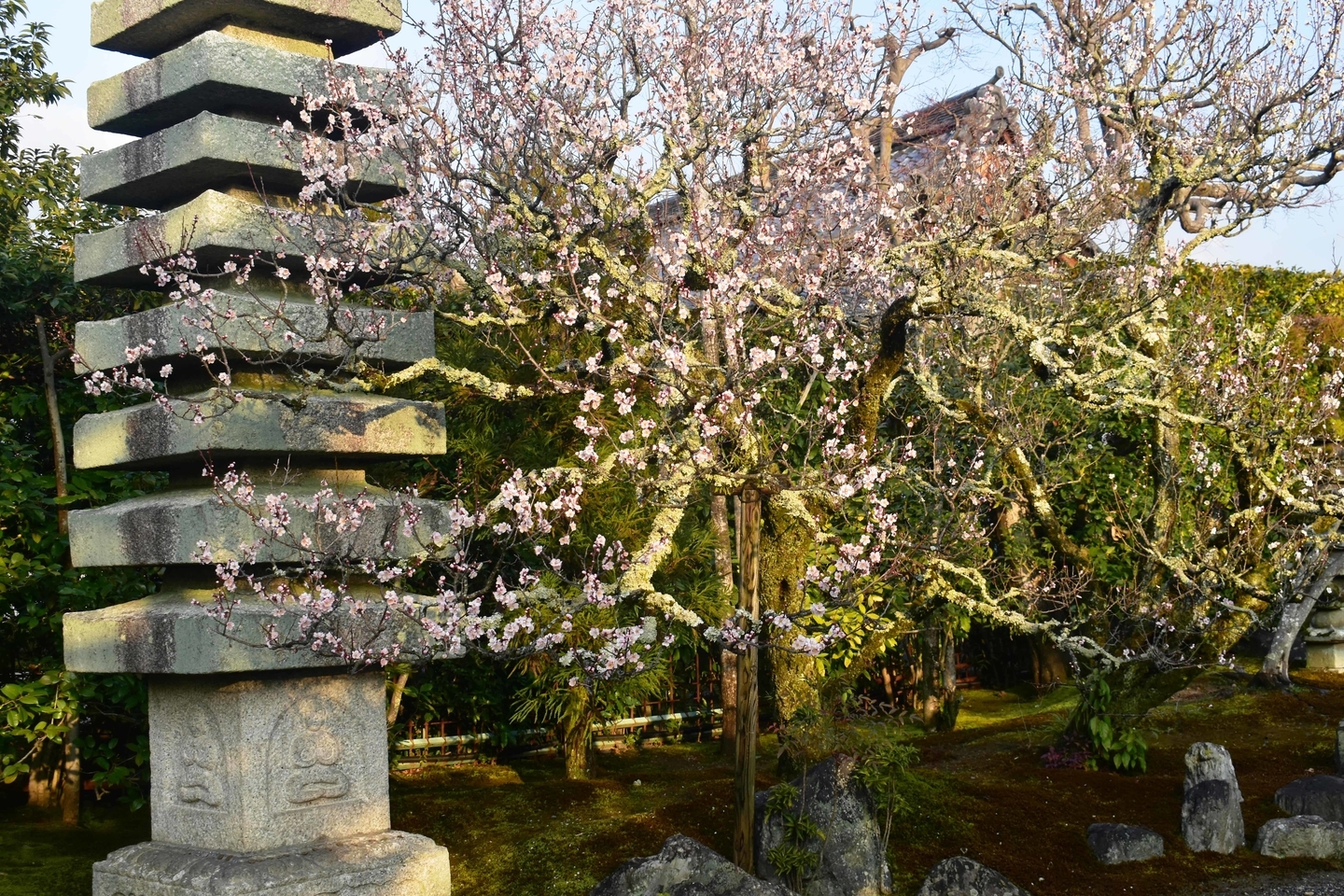 白梅(三秀院) 五分咲き 2019年3月1日 撮影:MKタクシー