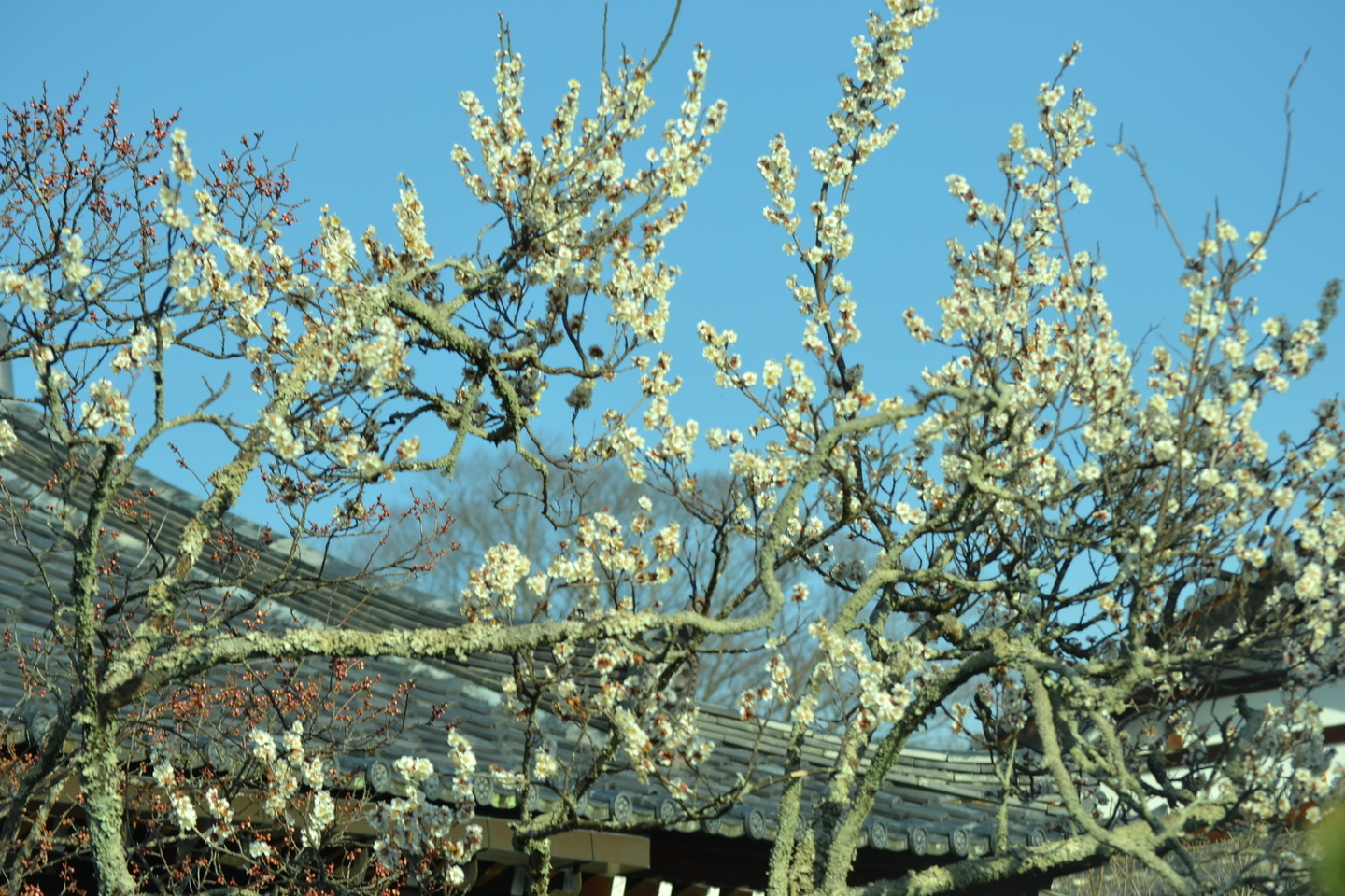 白梅（弘源寺）　見頃　2018年3月3日　撮影：MKタクシー