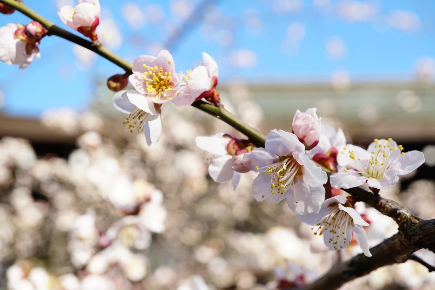 白梅(神苑) 見頃 2020年2月17日 撮影:MKタクシー