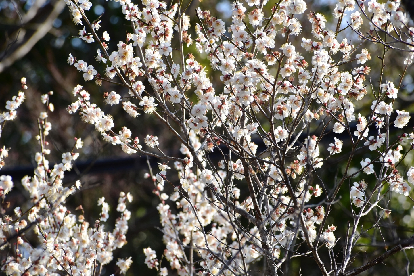 白梅 見頃 2019年3月2日 撮影:MKタクシー