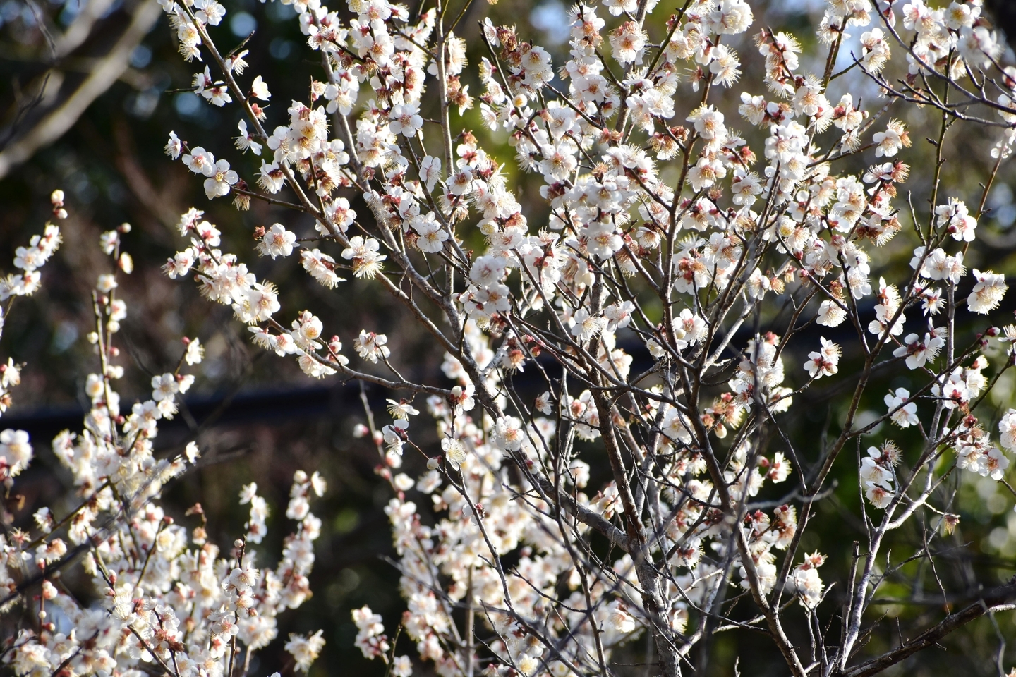 白梅　見頃　2019年3月2日　撮影：MKタクシー