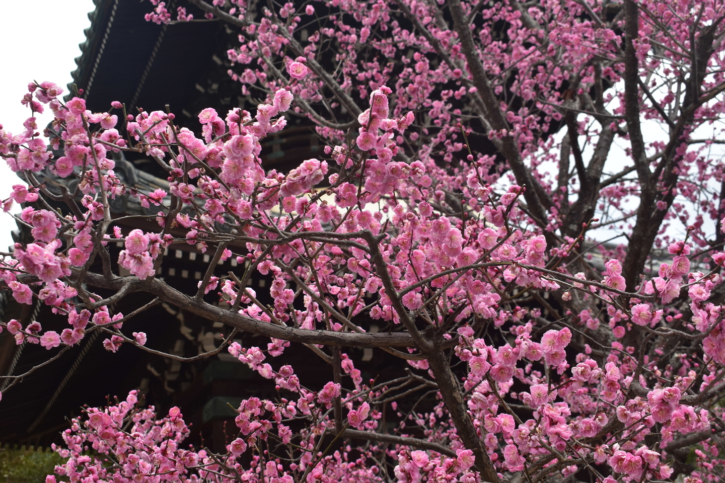 紅梅(多宝塔前) 終わり近し 2019年2月23日 撮影:MKタクシー