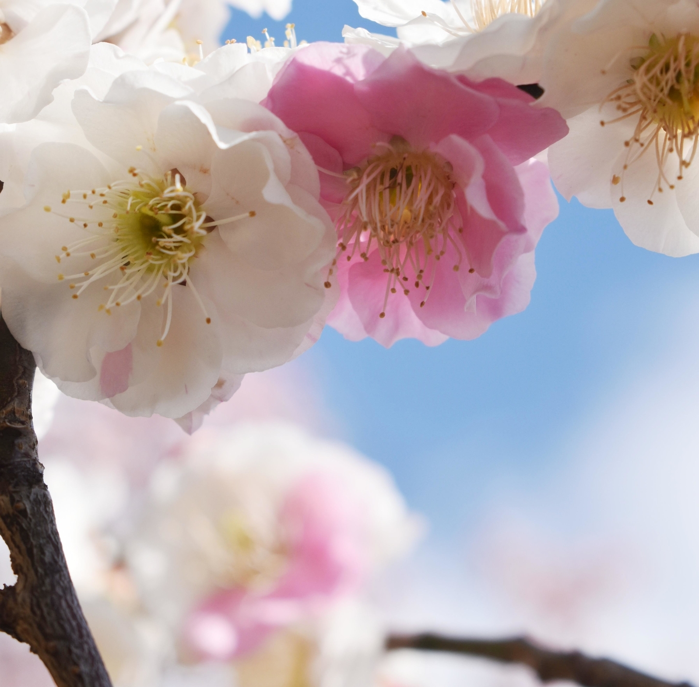 春日野（梅小路公園）　2019年3月8日　撮影：MKタクシー