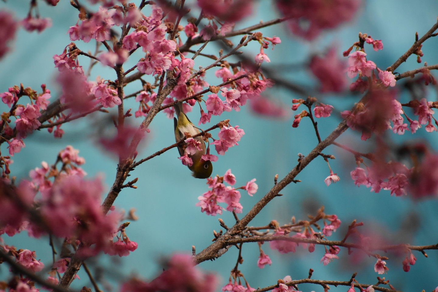 淀水路の早咲きの正月桜　見頃　2021年2月11日　撮影：MKタクシー