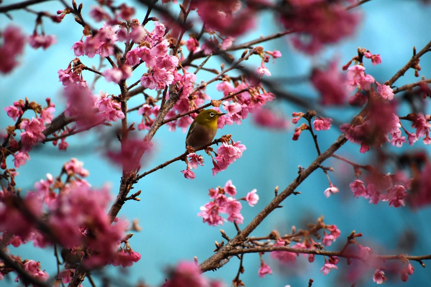 淀水路の早咲きの正月桜 見頃 2021年2月11日 撮影:MKタクシー